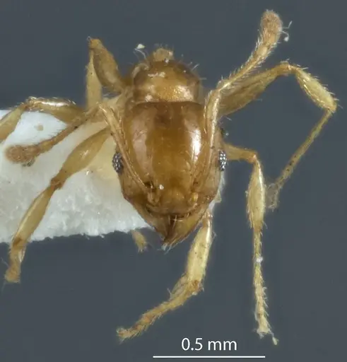 Pheidole proxima specimen JDM32-004001-2 image jdm32-004001-2_2