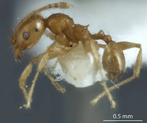 Pheidole proxima specimen JDM32-004001-2 image jdm32-004001-2_3