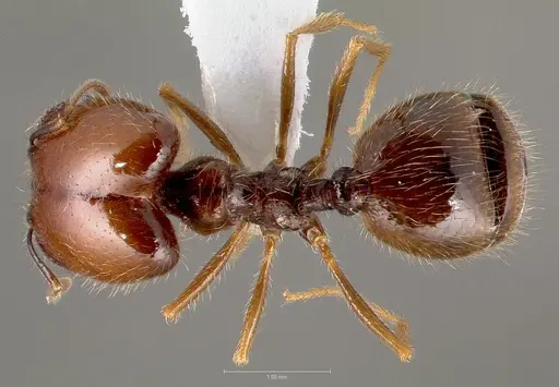 Pheidole psammophila specimen CASENT0005767 image casent0005767_1