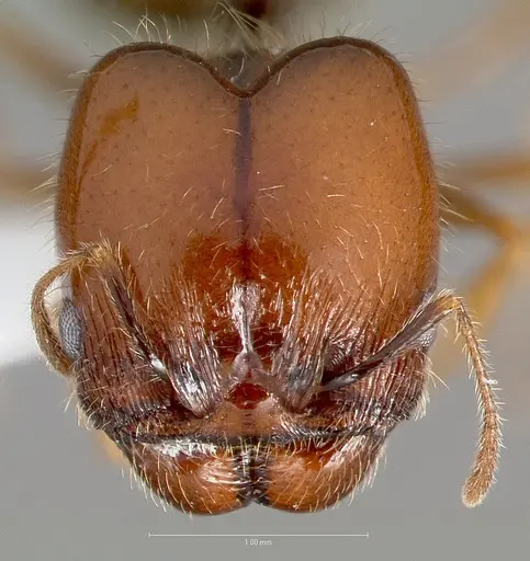 Pheidole psammophila specimen CASENT0005767 image casent0005767_2