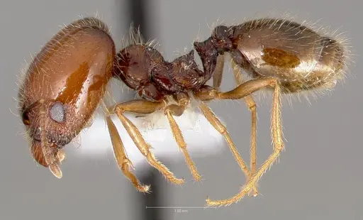 Pheidole psammophila specimen CASENT0005767 image casent0005767_3