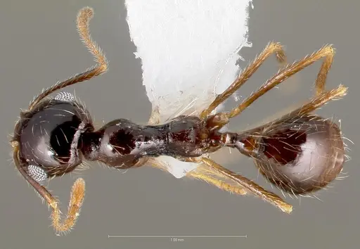 Pheidole psammophila specimen CASENT0005768 image casent0005768_1