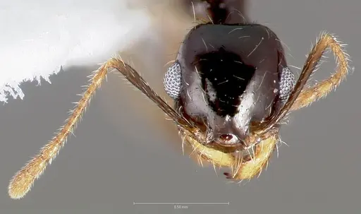 Pheidole psammophila specimen CASENT0005768 image casent0005768_2