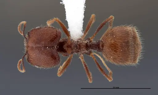 Pheidole psammophila specimen FMNHINS0000062690 image fmnhins0000062690_1