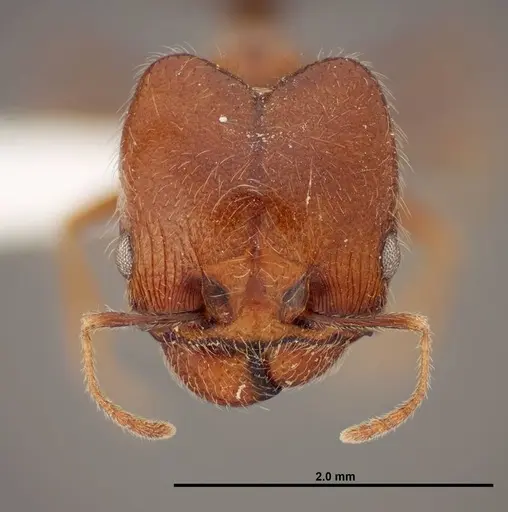 Pheidole psammophila specimen FMNHINS0000062690 image fmnhins0000062690_2