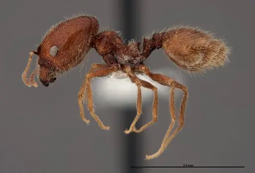 Pheidole psammophila specimen FMNHINS0000062690 image fmnhins0000062690_3