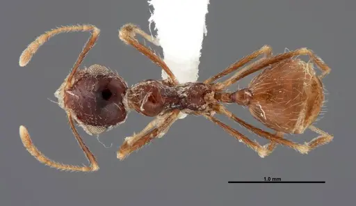Pheidole psammophila specimen FMNHINS0000062774 image fmnhins0000062774_1