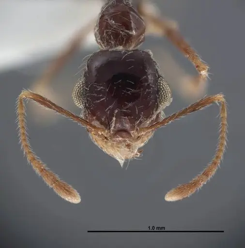Pheidole psammophila specimen FMNHINS0000062774 image fmnhins0000062774_2