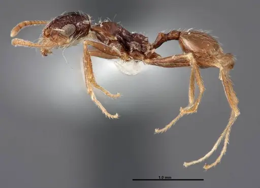 Pheidole psammophila specimen FMNHINS0000062774 image fmnhins0000062774_3