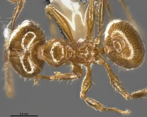 Pheidole psilogaster specimen CASENT0283238 image casent0283238_1