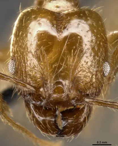 Pheidole psilogaster specimen CASENT0283238 image casent0283238_2