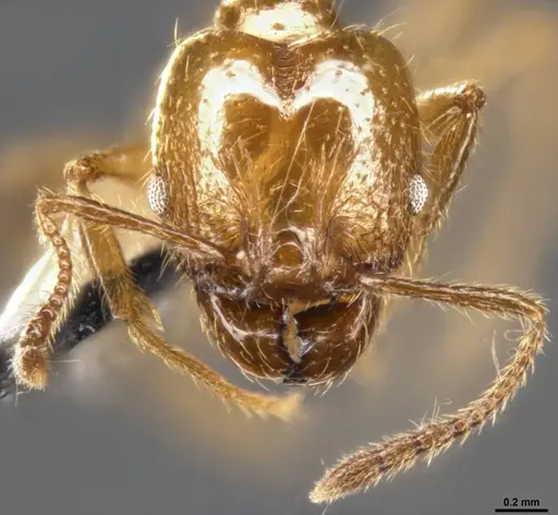 Pheidole psilogaster specimen CASENT0283238 image casent0283238_3