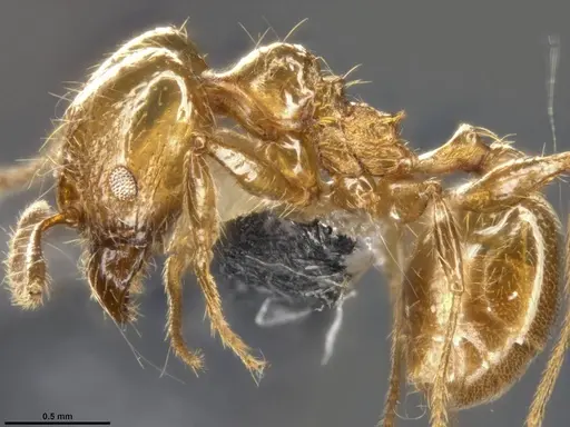 Pheidole psilogaster specimen CASENT0283238 image casent0283238_4