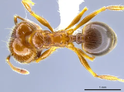Pheidole psilogaster specimen CASENT0628081 image casent0628081_1
