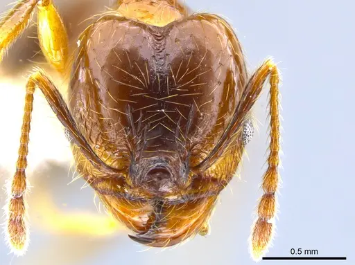 Pheidole psilogaster specimen CASENT0628081 image casent0628081_2