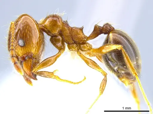 Pheidole psilogaster specimen CASENT0628081 image casent0628081_3