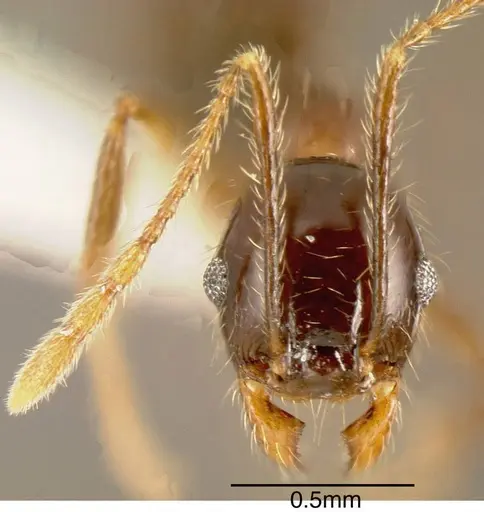 Pheidole psilogaster specimen CASENT0635508 image casent0635508_1