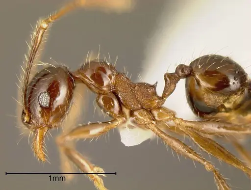 Pheidole psilogaster specimen CASENT0635508 image casent0635508_2