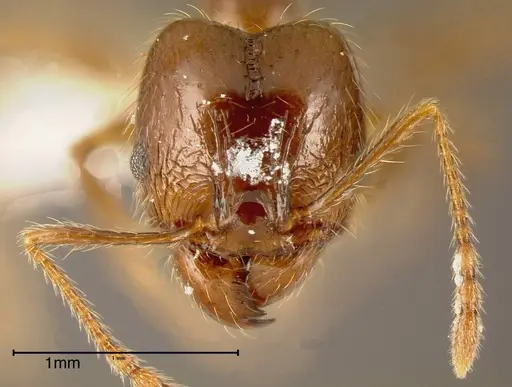 Pheidole psilogaster specimen INBIOCRI001243032 image inbiocri001243032_1