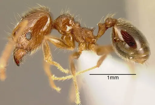 Pheidole psilogaster specimen INBIOCRI001243032 image inbiocri001243032_2