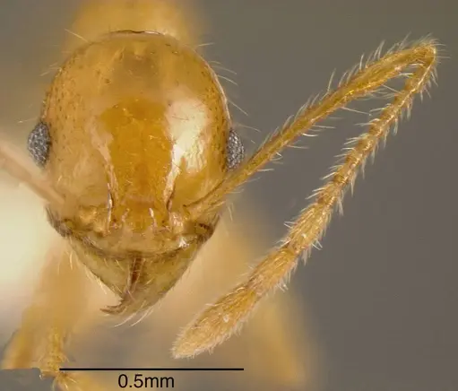 Pheidole psilogaster specimen INBIOCRI002272046 image inbiocri002272046_1
