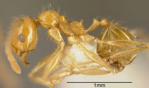 Pheidole psilogaster specimen INBIOCRI002272046 image inbiocri002272046_2