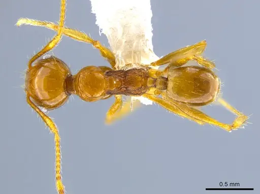 Pheidole psilogaster specimen JTLC000014013 image jtlc000014013_1