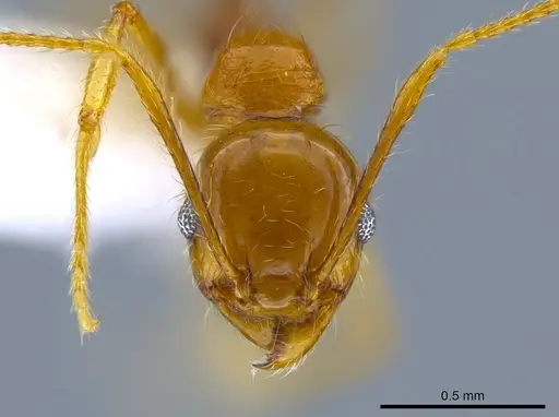 Pheidole psilogaster specimen JTLC000014013 image jtlc000014013_2