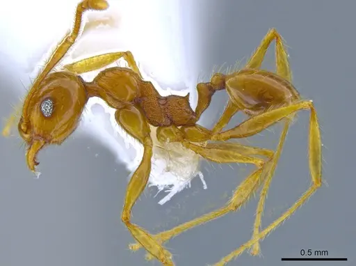 Pheidole psilogaster specimen JTLC000014013 image jtlc000014013_3