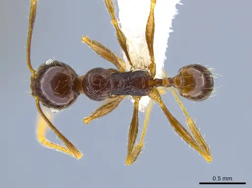 Pheidole psilogaster specimen JTLC000014037 image jtlc000014037_1