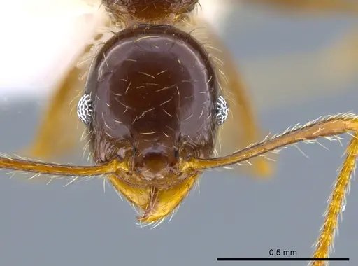 Pheidole psilogaster specimen JTLC000014037 image jtlc000014037_2