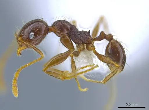 Pheidole psilogaster specimen JTLC000014037 image jtlc000014037_3