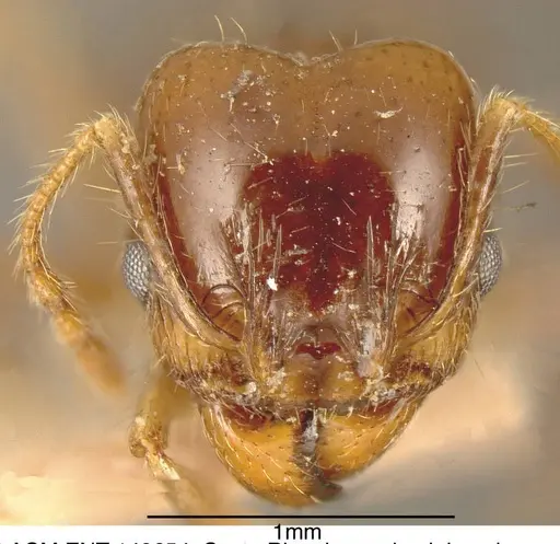 Pheidole pubiventris specimen CASENT0635509 image casent0635509_1