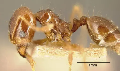 Pheidole pubiventris specimen CASENT0635509 image casent0635509_2