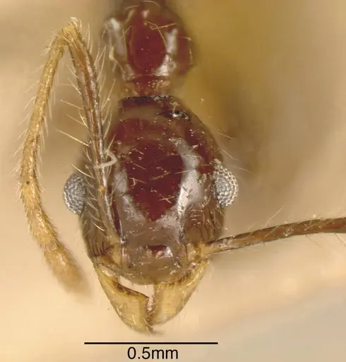 Pheidole pubiventris specimen CASENT0635510 image casent0635510_1