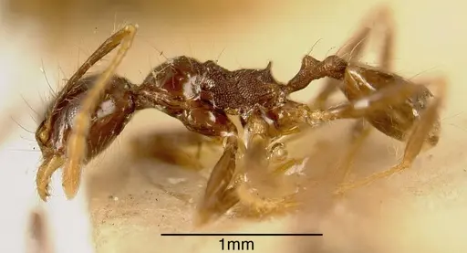 Pheidole pubiventris specimen CASENT0635510 image casent0635510_2