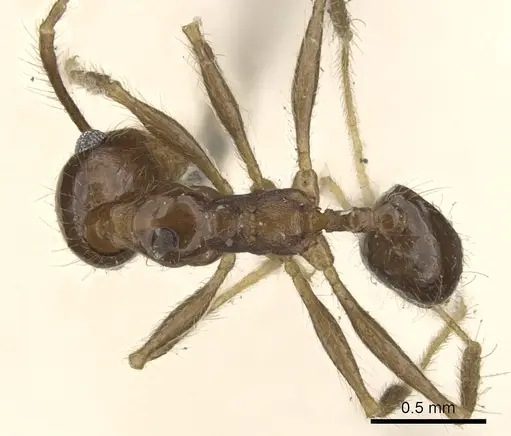 Pheidole pubiventris specimen CASENT0901569 image casent0901569_1