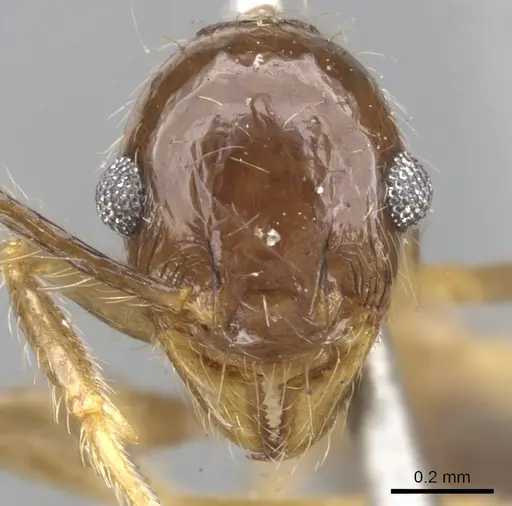 Pheidole pubiventris specimen CASENT0901569 image casent0901569_2
