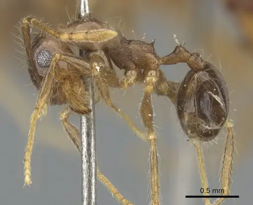 Pheidole pubiventris specimen CASENT0901569 image casent0901569_3