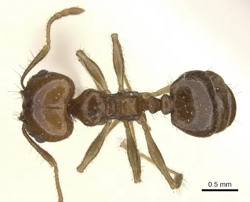 Pheidole pubiventris specimen CASENT0901570 image casent0901570_1