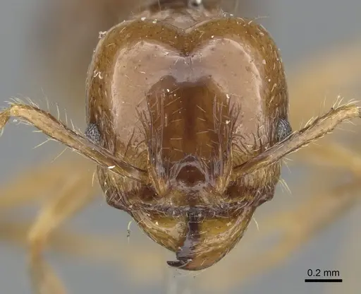 Pheidole pubiventris specimen CASENT0901570 image casent0901570_2
