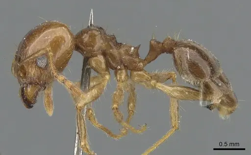 Pheidole pubiventris specimen CASENT0901570 image casent0901570_3
