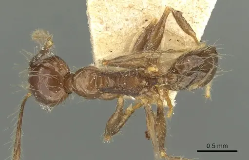 Pheidole pubiventris specimen CASENT0901603 image casent0901603_1