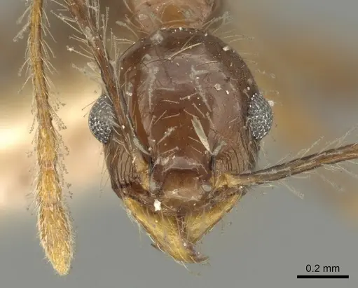 Pheidole pubiventris specimen CASENT0901603 image casent0901603_2