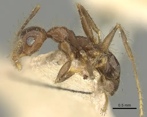 Pheidole pubiventris specimen CASENT0901603 image casent0901603_3