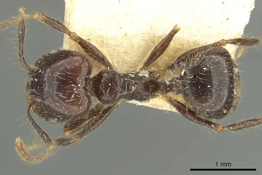 Pheidole pubiventris specimen CASENT0901604 image casent0901604_1