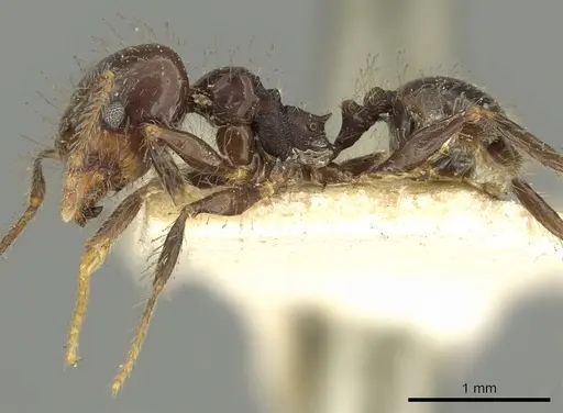 Pheidole pubiventris specimen CASENT0901604 image casent0901604_3