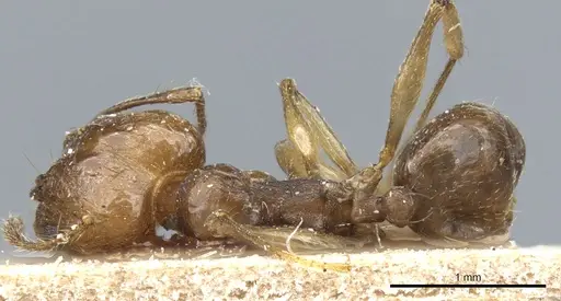 Pheidole pubiventris specimen CASENT0904337 image casent0904337_1