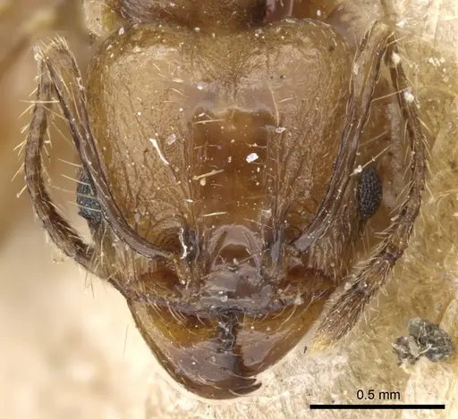 Pheidole pubiventris specimen CASENT0904337 image casent0904337_2