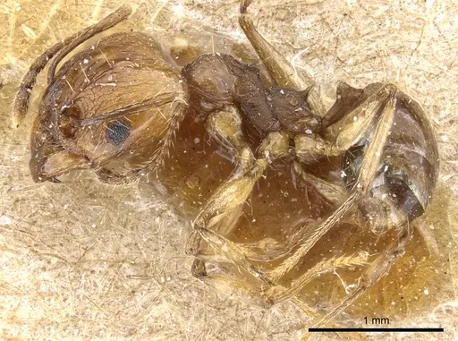 Pheidole pubiventris specimen CASENT0904337 image casent0904337_3
